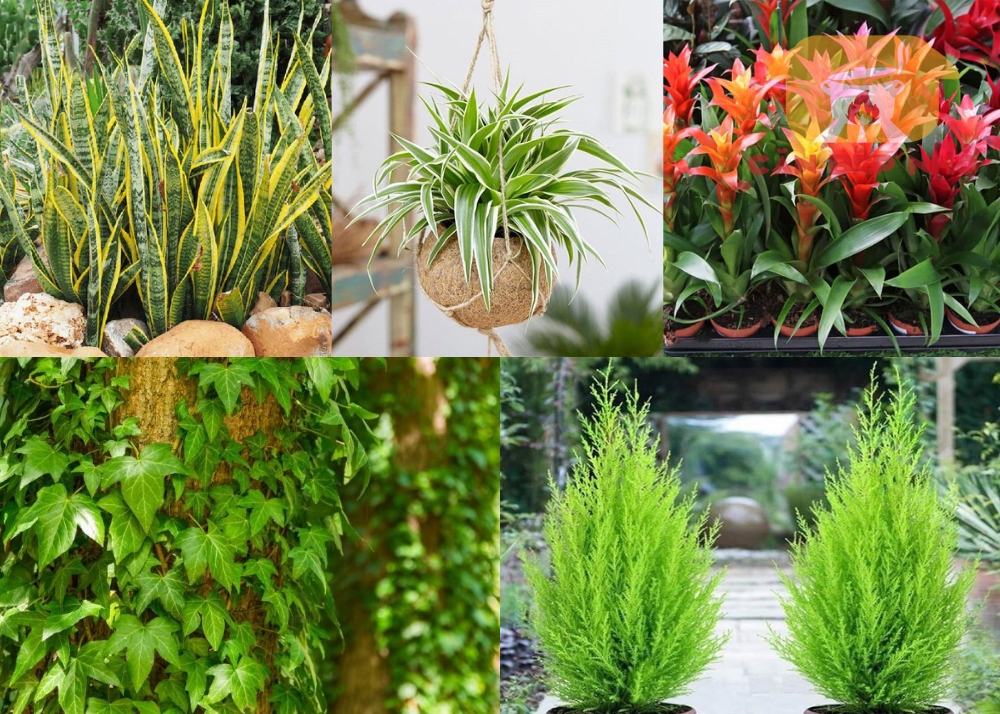 Cách trang trí ban công, sân vườn phong thủy cho người tuổi Sửu
