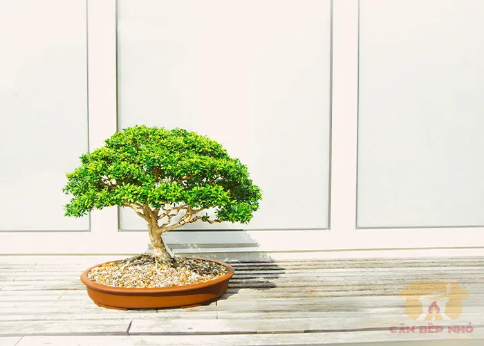 tuoi-than-nen-trong-cay-gi-bonsai-2